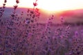 Lavender Field in the summer sunset time Royalty Free Stock Photo