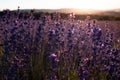 Lavender Field in the summer sunset time Royalty Free Stock Photo