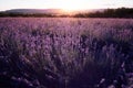 Lavender Field in the summer sunset time Royalty Free Stock Photo