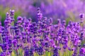 Lavender field