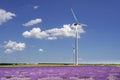 Lavender field in summer time with purple colour and blue sky and white clouds , Wind turbine