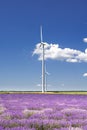 Lavender field in summer time with purple colour and blue sky and white clouds , Wind turbine