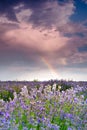 Lavender field in summer time with rainbow after the stormy whether Royalty Free Stock Photo