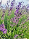 Lavender field in summerdays