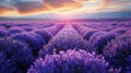 Lavender Field With Sun Royalty Free Stock Photo