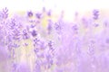 Lavender field. Sun glare and foreground blur, soft focus Royalty Free Stock Photo