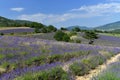 Lavender field Royalty Free Stock Photo