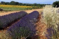 A lavender field and a sunflower field in the background in French Provence Royalty Free Stock Photo