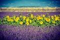 Lavender and sunflower field, Provence, France Royalty Free Stock Photo