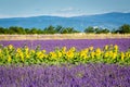 Lavender and sunflower field, Provence, France Royalty Free Stock Photo