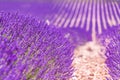 Lavender flower blooming scented fields in endless rows. Valensole plateau, Provence, France, Europe Royalty Free Stock Photo