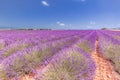 Lavender flower blooming scented fields in endless rows. Valensole plateau, Provence, France, Europe Royalty Free Stock Photo