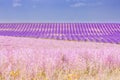 Lavender flower blooming scented fields in endless rows. Valensole plateau, Provence, France, Europe Royalty Free Stock Photo