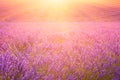 Sunny lavender field in Provence, Plateau de Valensole, France Royalty Free Stock Photo