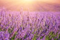 Sunny lavender field in Provence, Plateau de Valensole, France Royalty Free Stock Photo