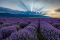 Lavender field at sunrise in Bulgaria Royalty Free Stock Photo