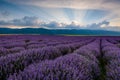 Lavender field at sunrise in Bulgaria Royalty Free Stock Photo