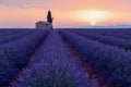 Lavender field at sunrise, full bloom purple flowers. Provence, France Royalty Free Stock Photo