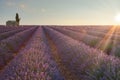 Lavender field at sunrise, full bloom purple flowers. Provence, France Royalty Free Stock Photo