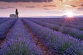 Lavender field at sunrise, full bloom purple flowers. Provence, France Royalty Free Stock Photo