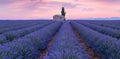 Lavender field at sunrise, full bloom purple flowers. Provence, France Royalty Free Stock Photo