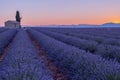 Lavender field at sunrise, full bloom purple flowers. Provence, France Royalty Free Stock Photo