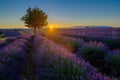 Lavender field at sunrise in Provence