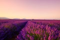 Lavender field on sunrise Provence France. Royalty Free Stock Photo