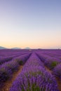 Lavender field at sunrise Valensole Plateau Provence iconic french landscape Royalty Free Stock Photo