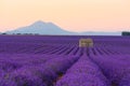 Lavender field at sunrise Valensole Plateau Provence iconic french landscape Royalty Free Stock Photo