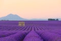 Lavender field at sunrise Valensole Plateau Provence iconic french landscape Royalty Free Stock Photo