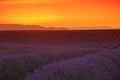 Lavender field sunset Royalty Free Stock Photo