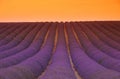 Lavender field sunset Royalty Free Stock Photo