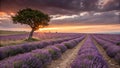 Lavender Field at Sunset Royalty Free Stock Photo