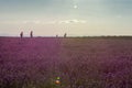 Lavender field at sunset backlit with walkers