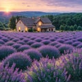 Lavender field at sunset. Beutiful blossoming lavender bushes rows with lonely farm house in the fileds Royalty Free Stock Photo