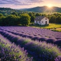 Lavender field at sunset. Beutiful blossoming lavender bushes rows with lonely farm house in the fileds