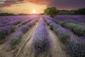 Lavender field at sunset in Bulgaria Royalty Free Stock Photo