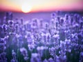 Lavender Field at sunset in Bulgaria