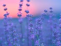 Lavender field at sunset Royalty Free Stock Photo