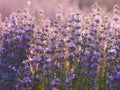 Lavender field at sunset Royalty Free Stock Photo