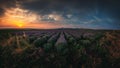 Lavender field at sunset. Lavender flower blooming scented fields in endless rows Royalty Free Stock Photo