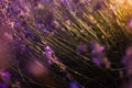 lavender field at sunset. Flowers with essential oil. Agricultural business. A flowering purple bush. Bees pollinate the Royalty Free Stock Photo