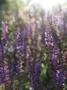 lavender field at sunset Royalty Free Stock Photo