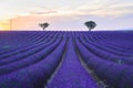 Lavender field sunset landscape in summer, with two trees near Valensole. Provence, France Royalty Free Stock Photo