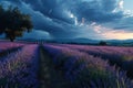 Lavender field sunset and lines Royalty Free Stock Photo