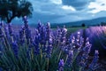 Lavender field sunset and lines Royalty Free Stock Photo
