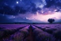 Lavender field sunset and lines Royalty Free Stock Photo