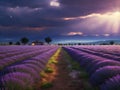 Lavender field sunset and lines Royalty Free Stock Photo