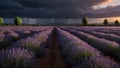 Lavender field sunset and lines Royalty Free Stock Photo